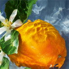 Aqua Allegoria Orange Soleia