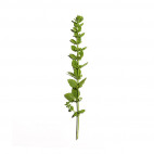 Aciana Botanica Watermousse