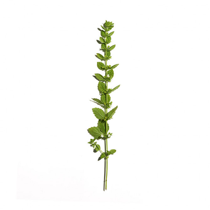 Aciana Botanica Watermousse