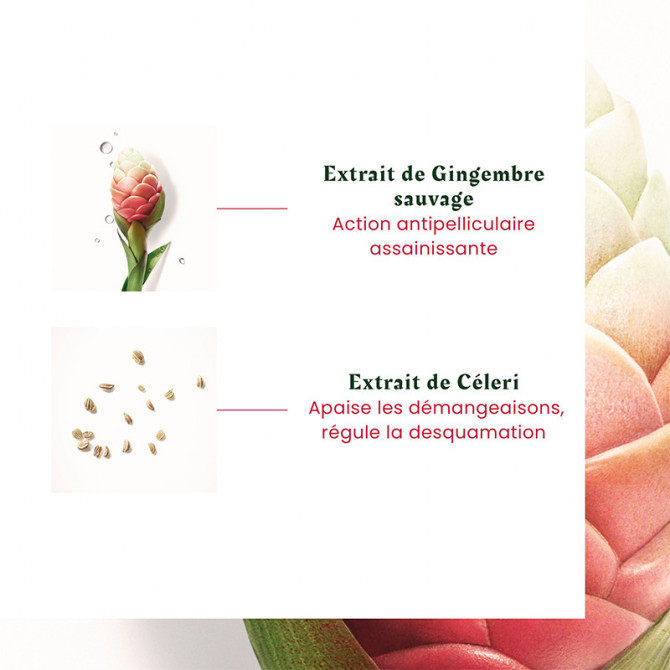 Shampooing Antipelliculaire Équilibrant