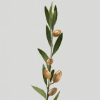 Conditioner Silk Bloom