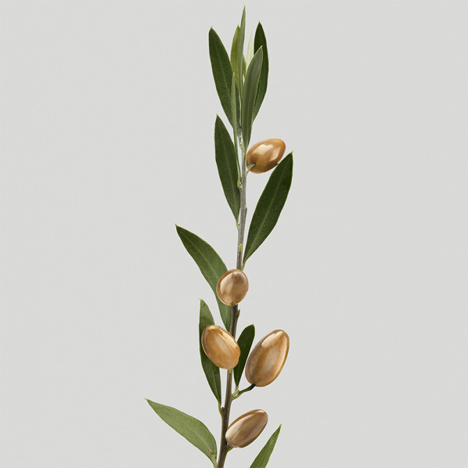 Conditioner Silk Bloom