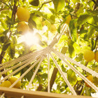 Replica Under the Lemon Trees 10ml