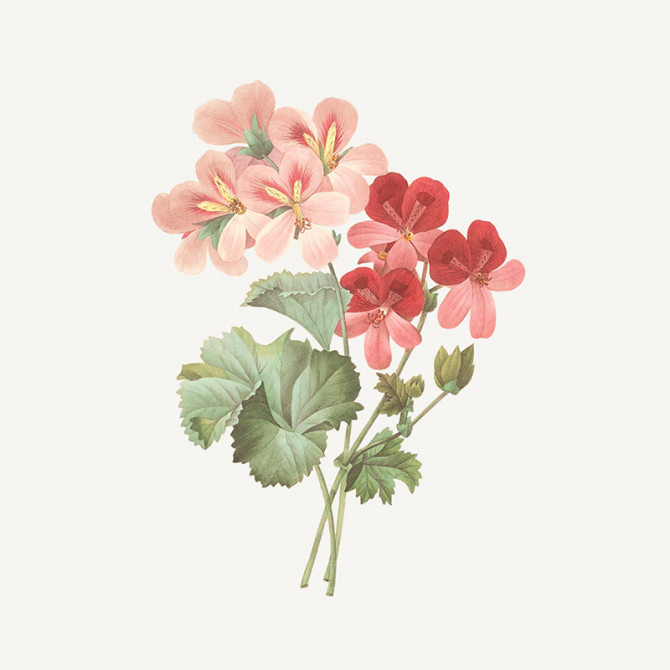 Weekendtasje Geranium Rosat
