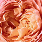 Rose Tentation 50ml