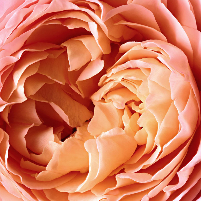 Rose Tentation 50ml