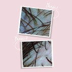Detoxifying Scalp Oil