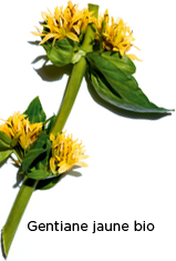Gentiane jaune bio
