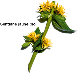Gentiane jaune bio